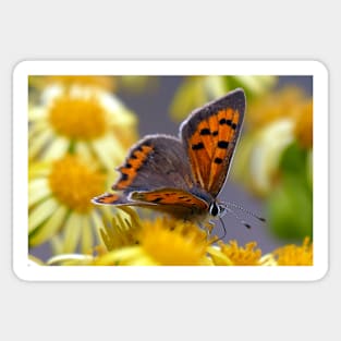 The Small Copper Sticker